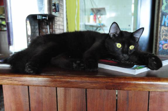 O gato preto descansa sobre um livro no balcão do bar do Hostal Mamallena, em Cartagena, na Colômbia